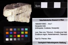 Foto (Objket + Etiketten) von Decapoda indet. 